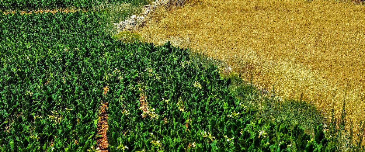 Indian farmer in lush green agricultural field inspecting crops
