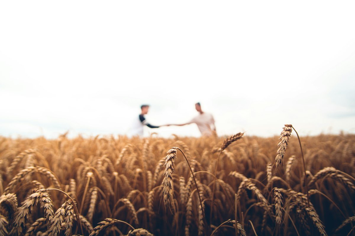 Golden wheat harvest field in rural India